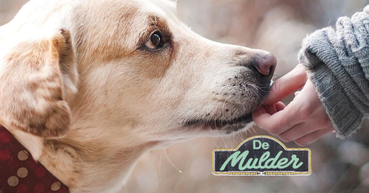 De Mulder bvba uit Beerse | Speciaalzaak met een hart voor dieren
